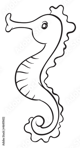 a sea horse
