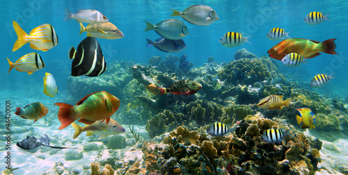 Underwater panorama coral reef with shoal of colorful tropical fish, Caribbean sea #46420001