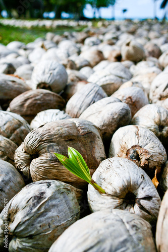 Fotografija Old Coconuts Start New Life
