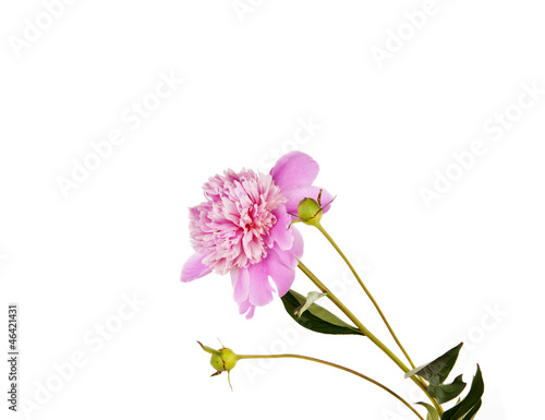 peony flower isolated