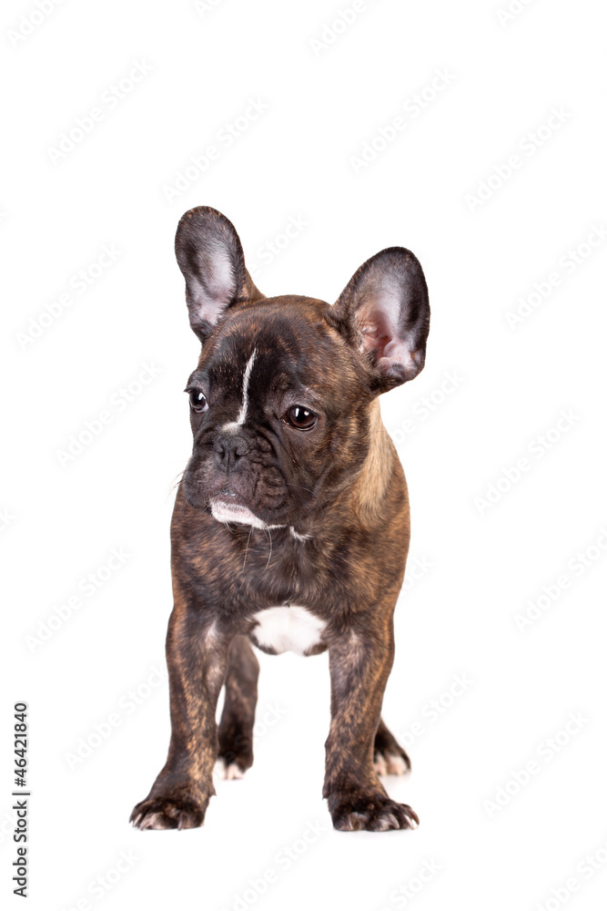French Bulldog, 3,5 months old, isolated on white background