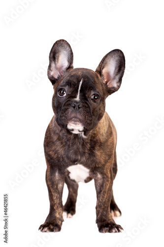 French Bulldog, 3,5 months old, isolated on white background © Farinoza