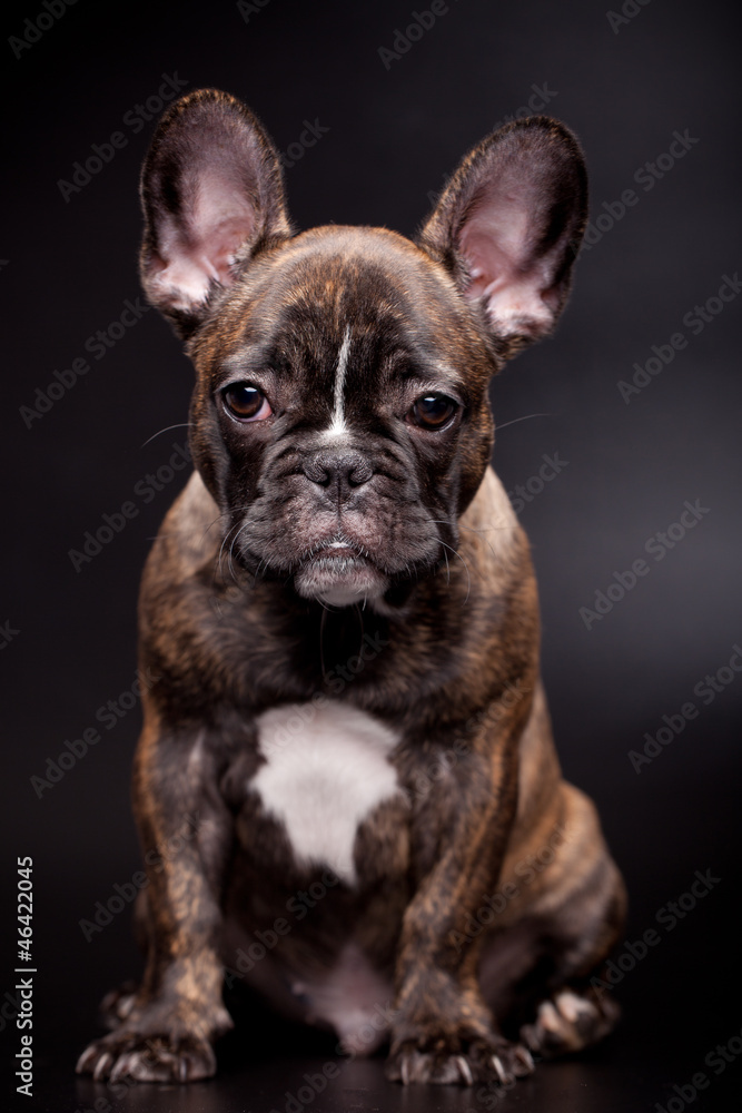 French bulldog puppy, 3,5 mounth old, on black background