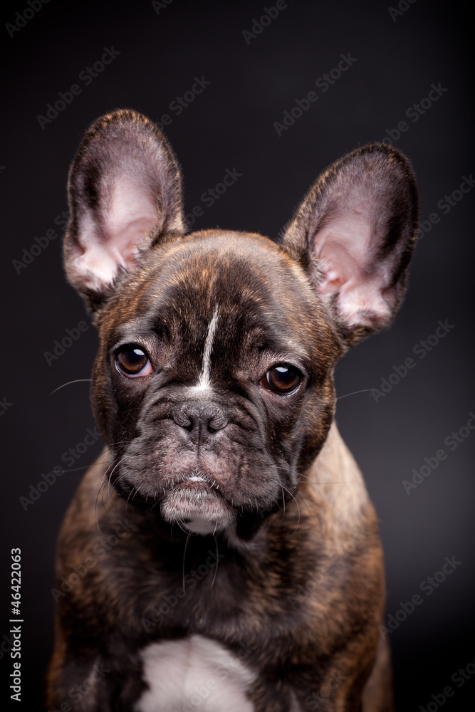 French bulldog puppy, 3,5 mounth old, on black background