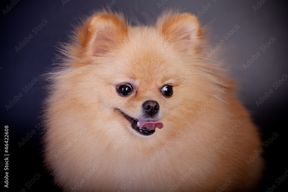 Pomeranian Spitz dog on the black background