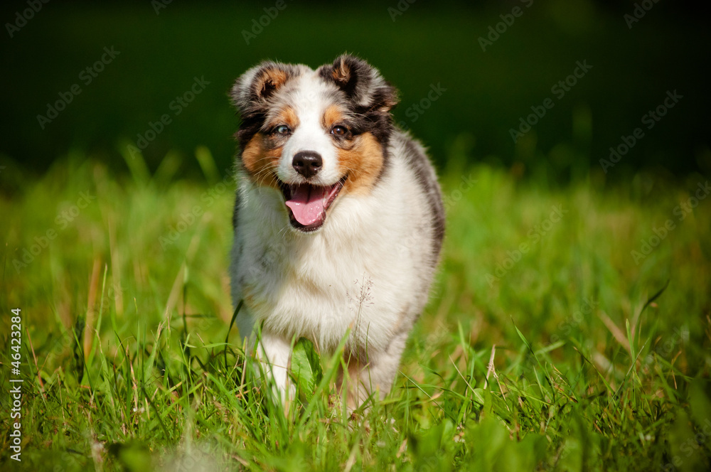 australian shepherd puppy running