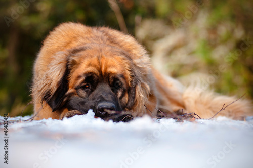 leonberger dog lying on snow