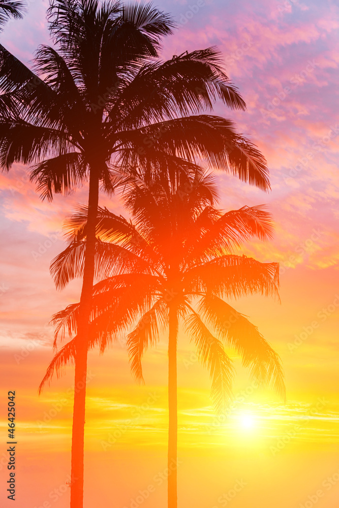 Two palm and beautiful sunset