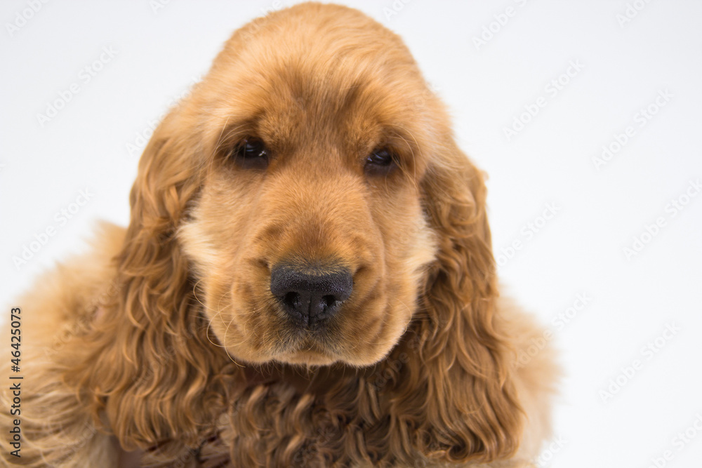 puppy a cocker - a spaniel puppy a cocker - a spaniel