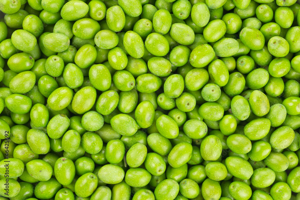 Fresh Harvested Green Olive for oil production pattern texture. Fresh Harvested Green Olive for oil production pattern texture.