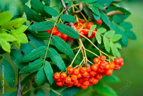 Rowan berries photo