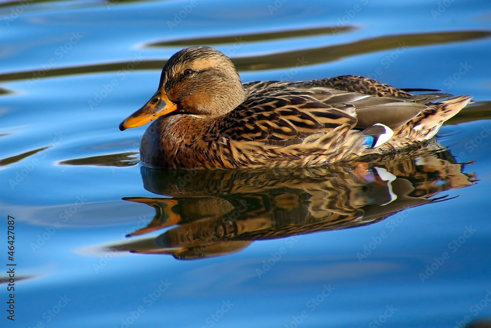 Ducks birds Ducks birds