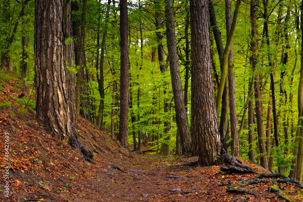 Fototapeta premium Forest landscape in spring after rain. Green foliage.
