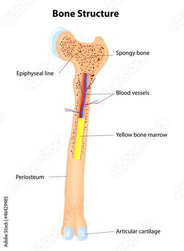 Bone Structure. Vector scheme