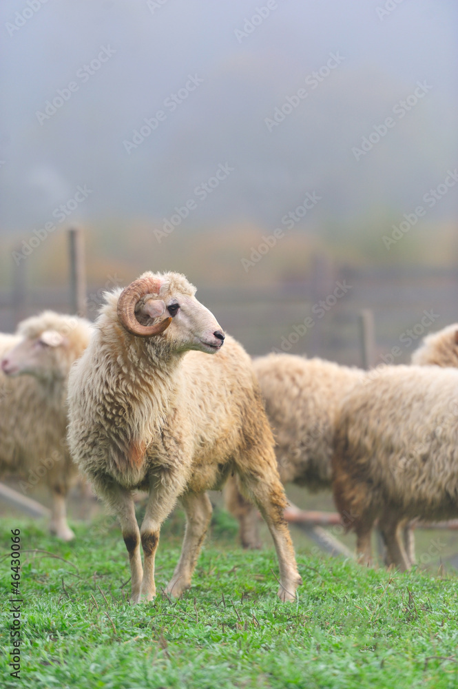 Naklejka premium Sheep