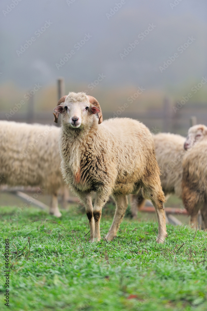 Sheep Sheep