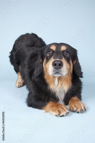 cute dog obeying on colored background