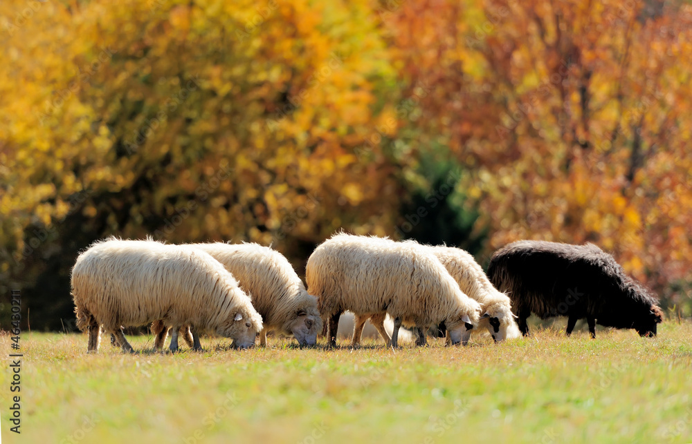 Fototapeta premium Sheep on a field