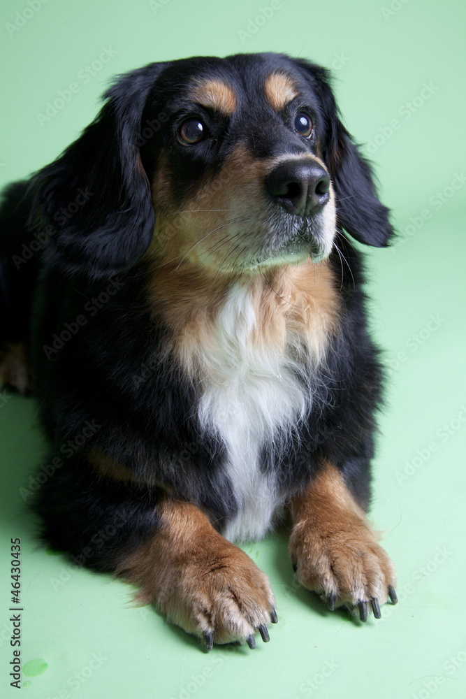 cute dog obeying on colored background cute dog obeying on colored background