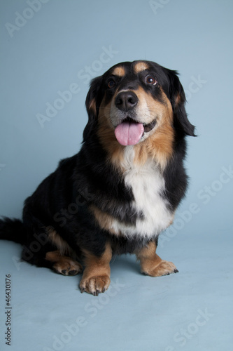 cute dog obeying on colored background