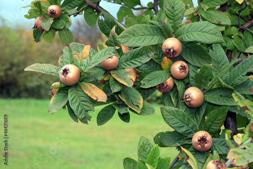 medlar tree