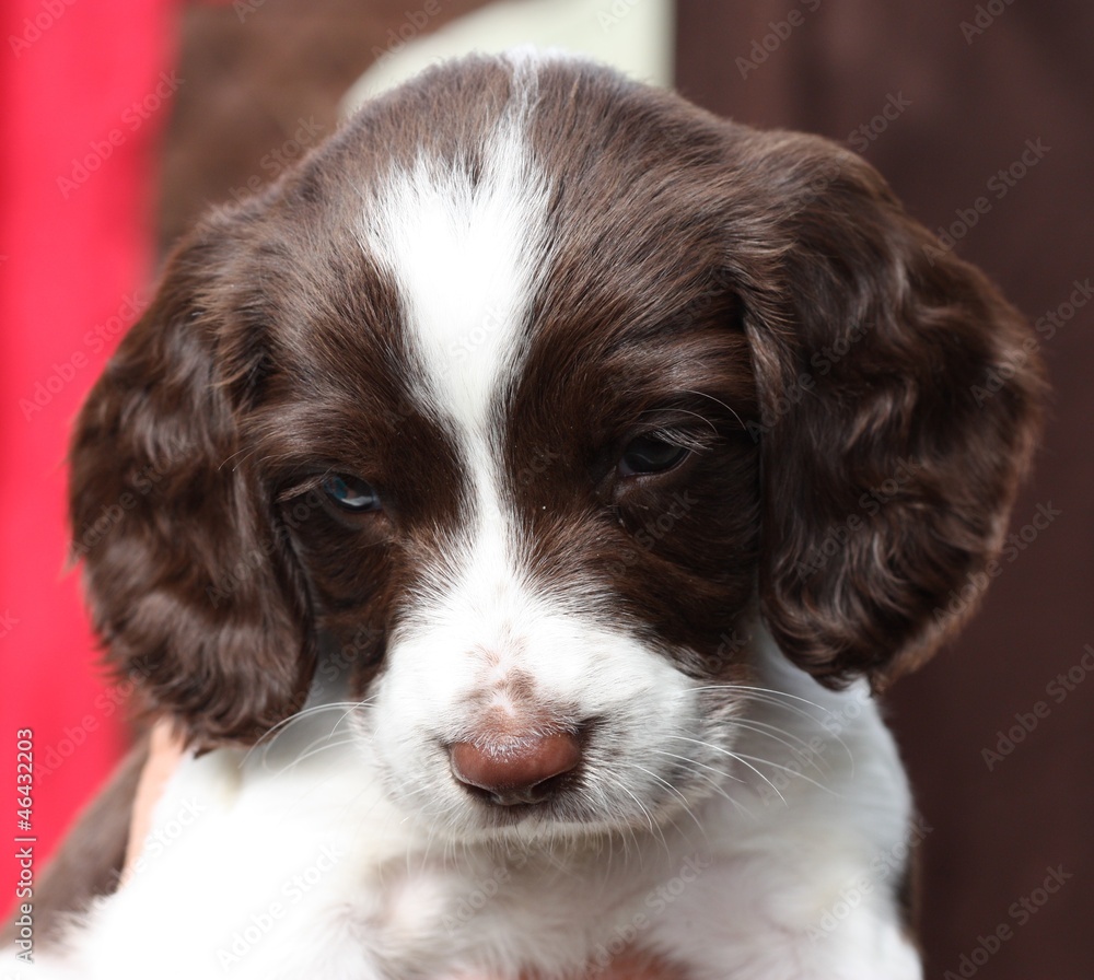 A very cute working type english springer spaniel gundog puppy