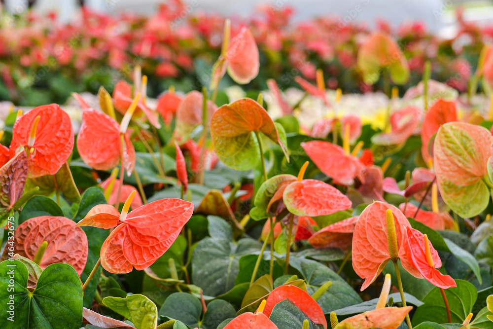 Anthurium (Flamingo Flower or Spadix) Anthurium (Flamingo Flower or Spadix)