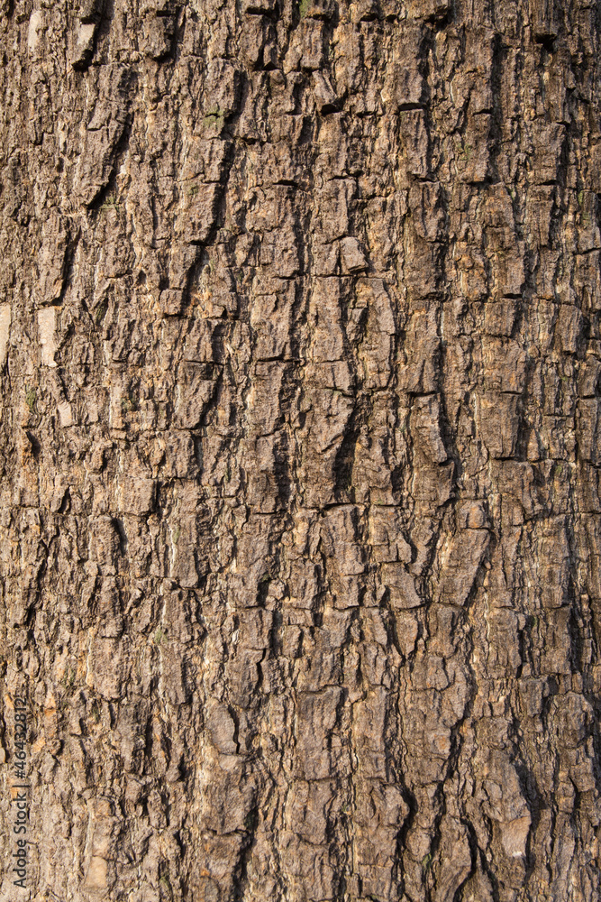 Olive tree bark Olive tree bark