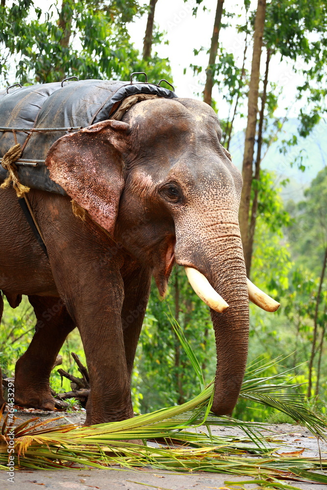 Fototapeta premium Asian elephant in India.