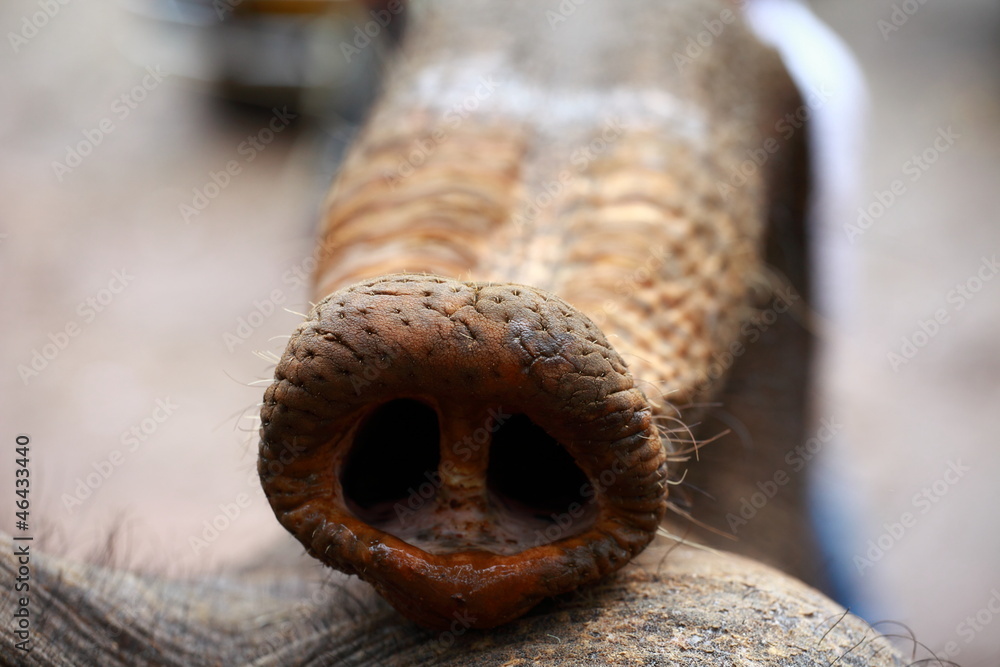 Head of an elephant with upturned trunk. Riding the elephant