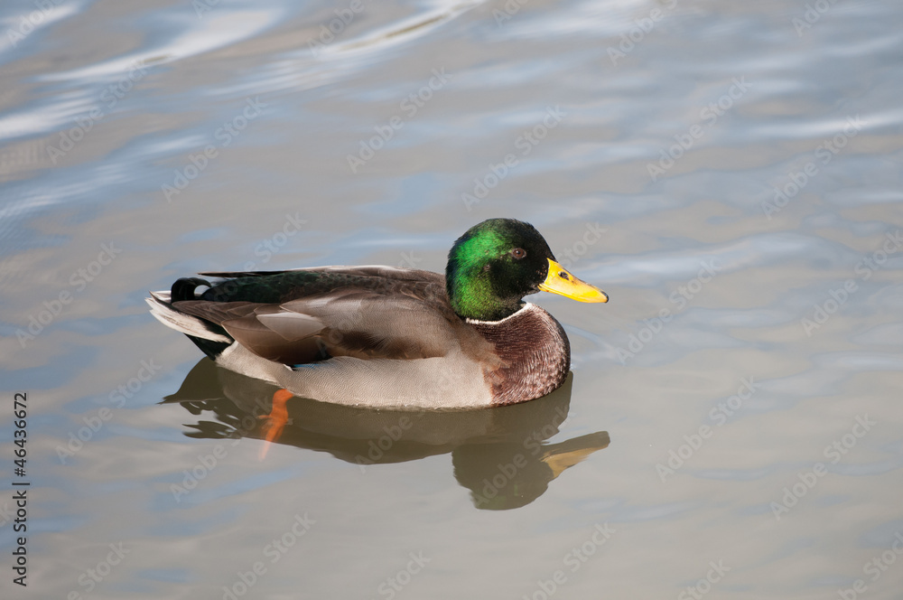 Beautful Male Duck with Green Collar Beautful Male Duck with Green Collar