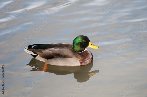 Beautful Male Duck with Green Collar photo