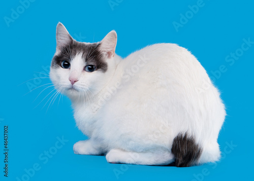 Fotografie Bicolor japanese bobtail on sky blue background