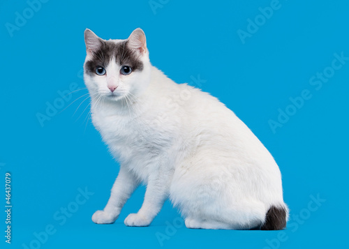 Photography Bicolor japanese bobtail on sky blue background