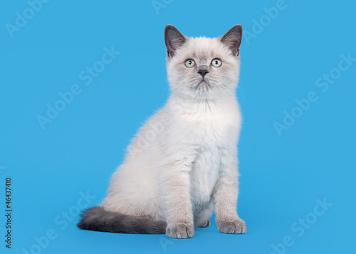small blue color point british kitten on light blue background