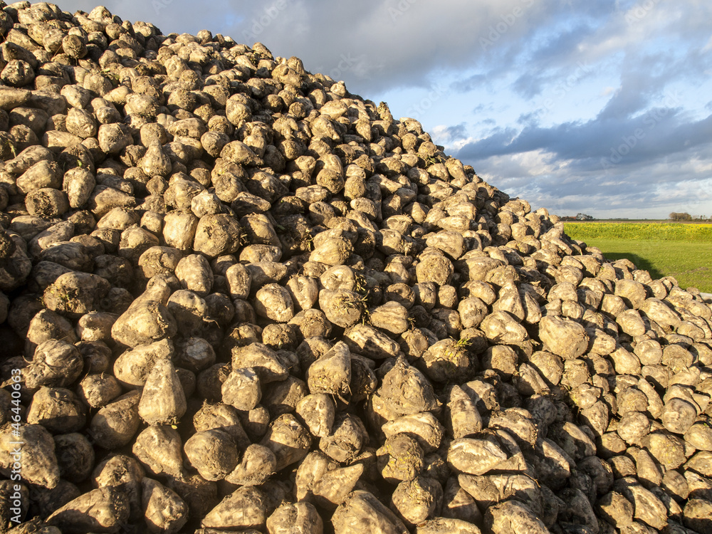 A mountain of sugar beet with a cloudy sky