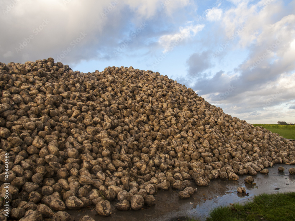 A mountain of sugar beet with a cloudy sky