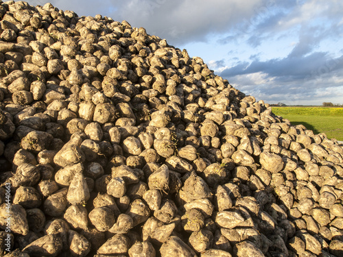 A mountain of sugar beet with a cloudy sky