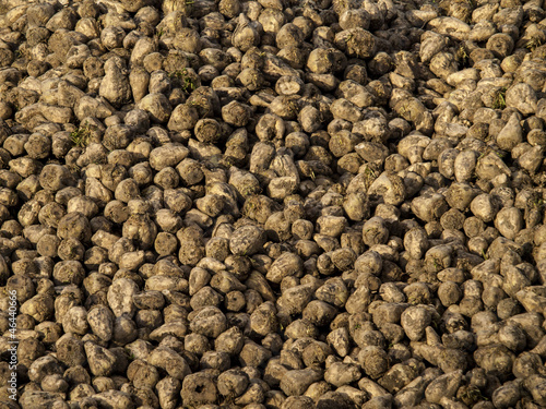 A mountain of sugar beet with a cloudy sky photo