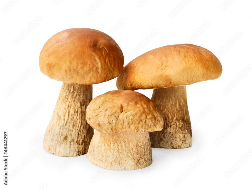 Three brown boletuses on white background Three brown boletuses on white background