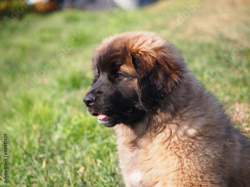 Cachorro de Leonberger
