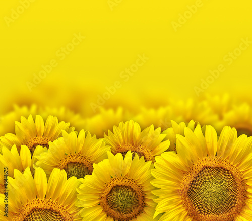 Fototapeta Naklejka Na Ścianę i Meble -  beautiful yellow sunflower petals