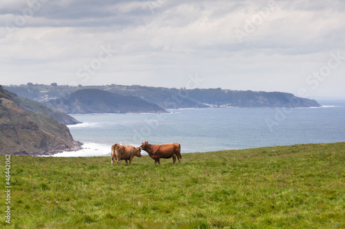 Two cows grazing on pasture in the hills near sea coast