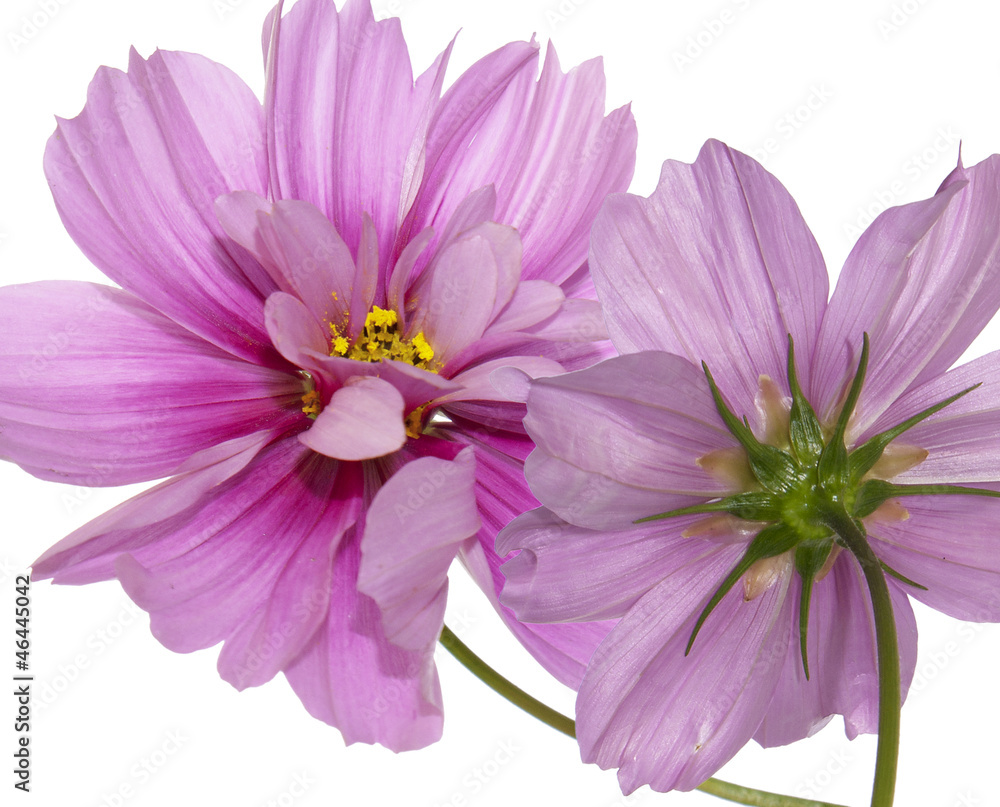 Spring garden beautiful flower Spring garden beautiful flower