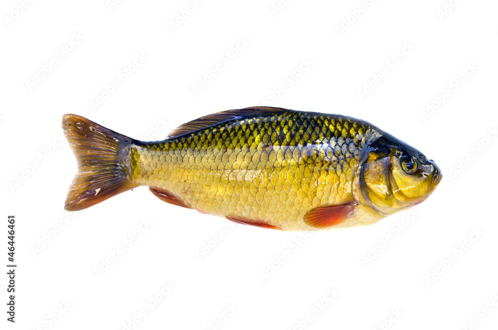 fish crucian carp (Carassius carassius) isolated on white fish crucian carp (Carassius carassius) isolated on white