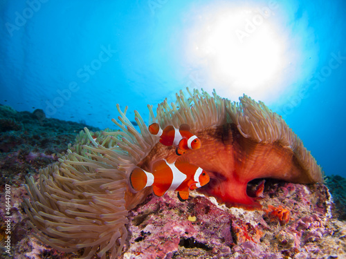 カクレクマノミ3