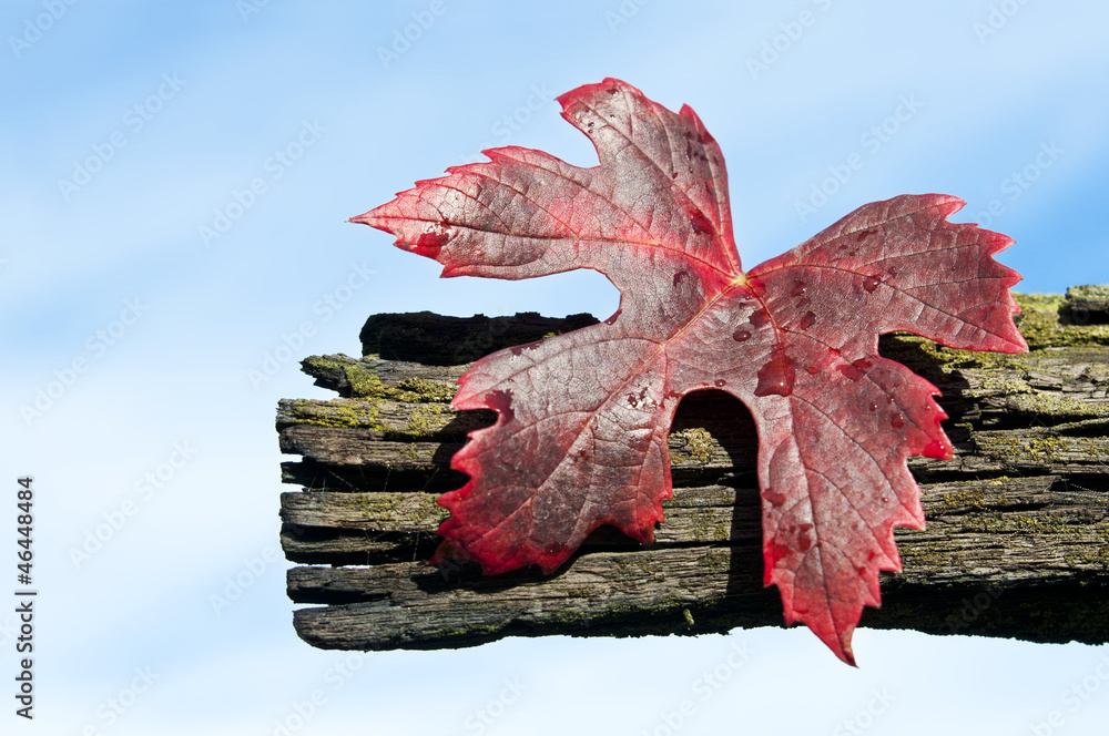 foglia di vite in autunno sfondo cielo Stock Photo | Adobe Stock