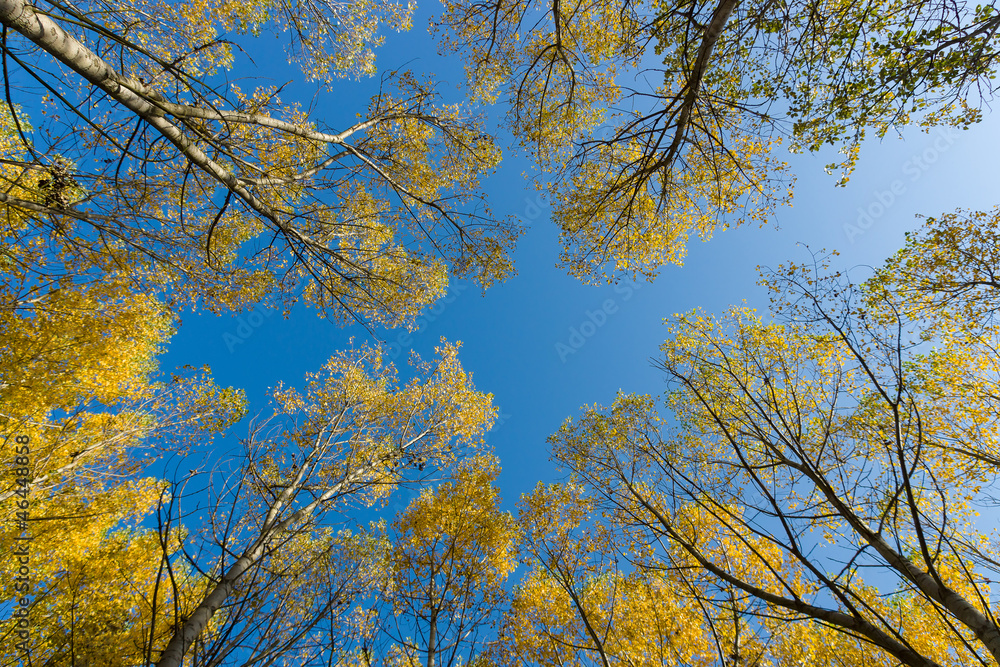 Obraz premium Autumn sky