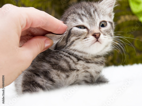 Beautiful Scottish young cat