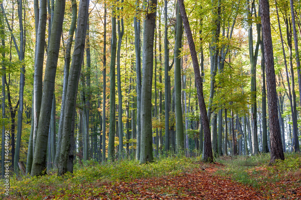 Fototapeta premium footpath of leaves in autumn beech forest